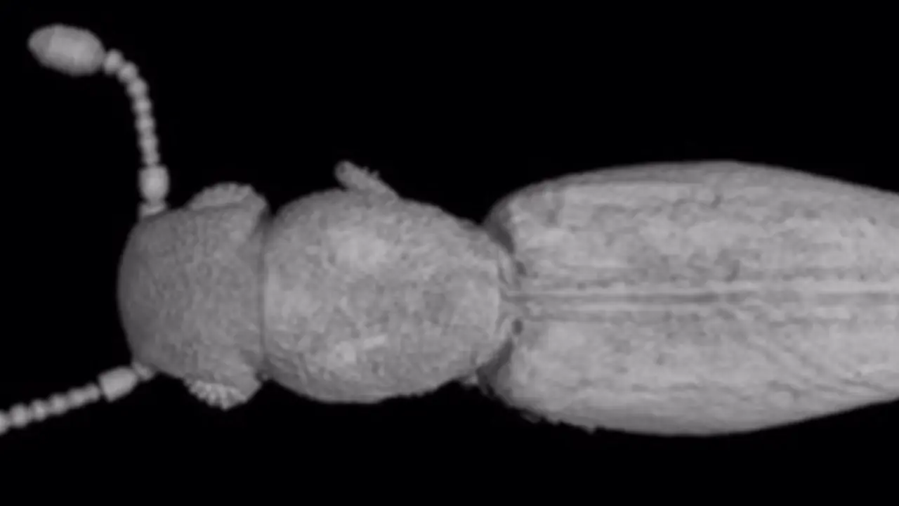  El ejemplar de la familia de escarabajos Jacobsoniidae que se ha descubierto - CSIC 