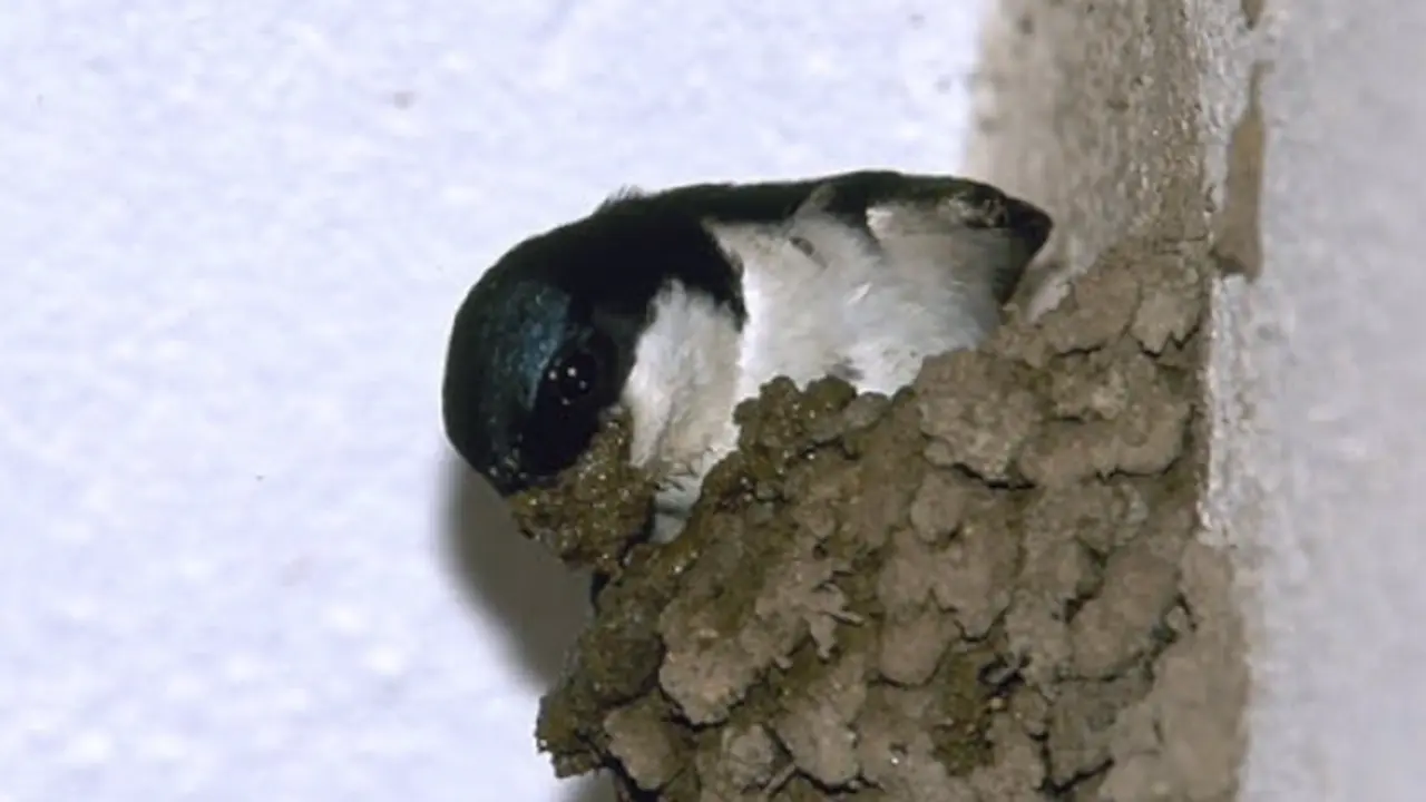  Archivo - Nido de avi&oacute;n com&uacute;n. - SEO/BIRDLIFE - Archivo 