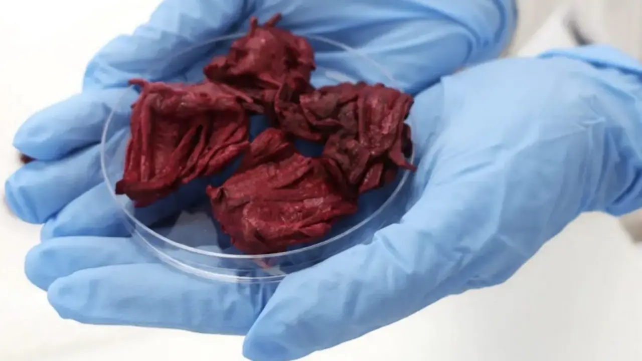  Roselle flowers &ndash; RMIT University 