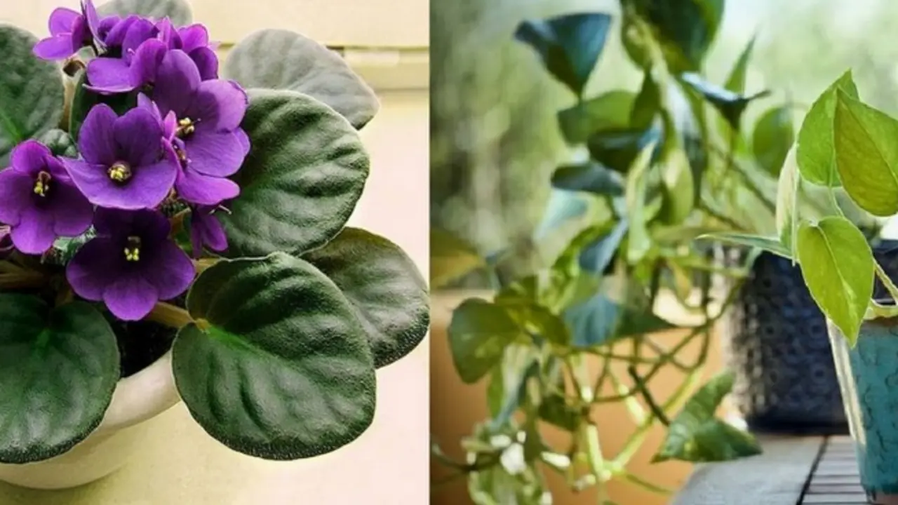  African violet and Devil&rsquo;s ivy &ndash; CC 3.0. SA Wildfeuer 