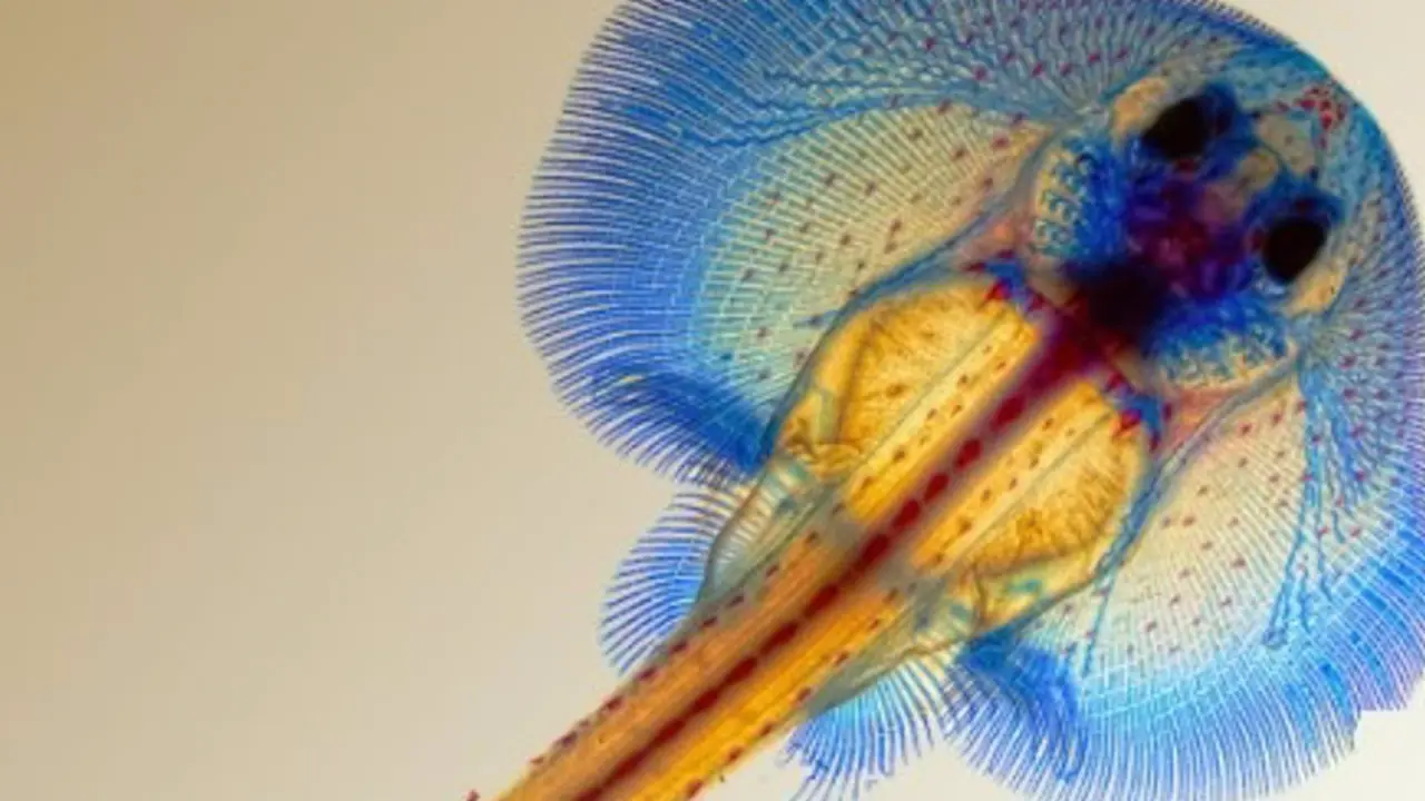  Tinci&oacute;n de una raya en la que se observa sus cart&iacute;lagos (azul) y sus huesos (rojo). - CSIC 