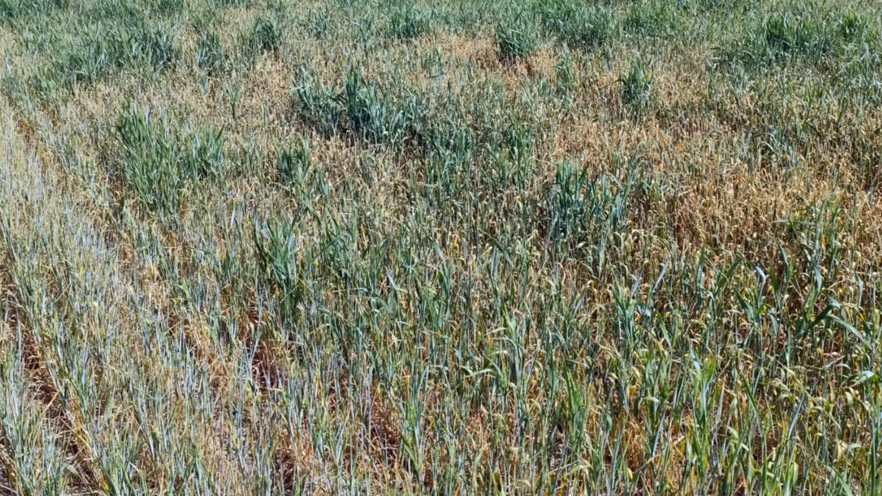  La sequ&iacute;a asfixia ya al 60% del campo espa&ntilde;ol y produce p&eacute;rdidas irreversibles en m&aacute;s 3,5 millones de hect&aacute;reas de cereales de secano 