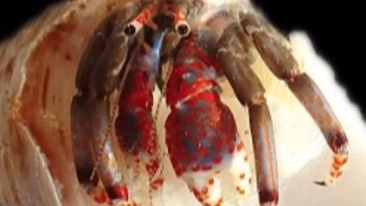  Imagen y figura de Calcinus tubularis/ IEO-CSIC - CSIC 