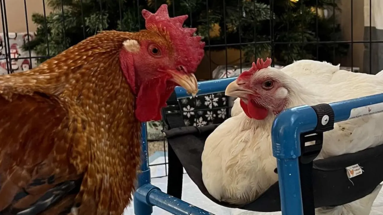  Basil and Shrimp &ndash; SWNS 