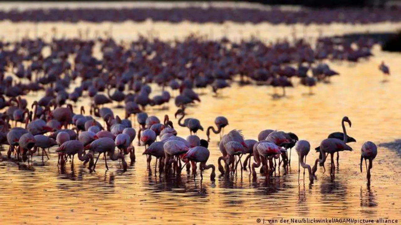  Flamencos de Do&ntilde;ana 