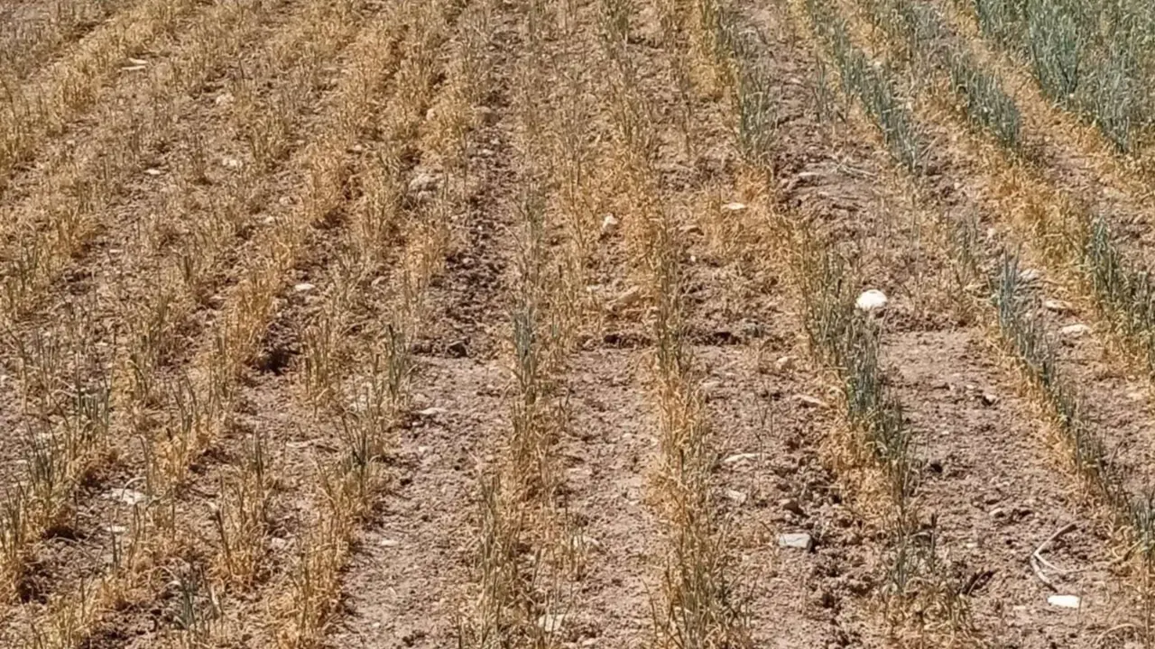  Campo de cereal - LA UNI&Oacute; 