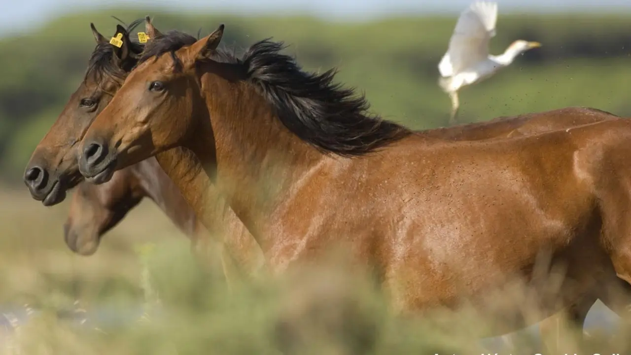  Archivo - Ejemplares de Caballo salvaje de las Retuertas. Caballos Salvajes - H&Eacute;CTOR GARRIDO - Archivo 