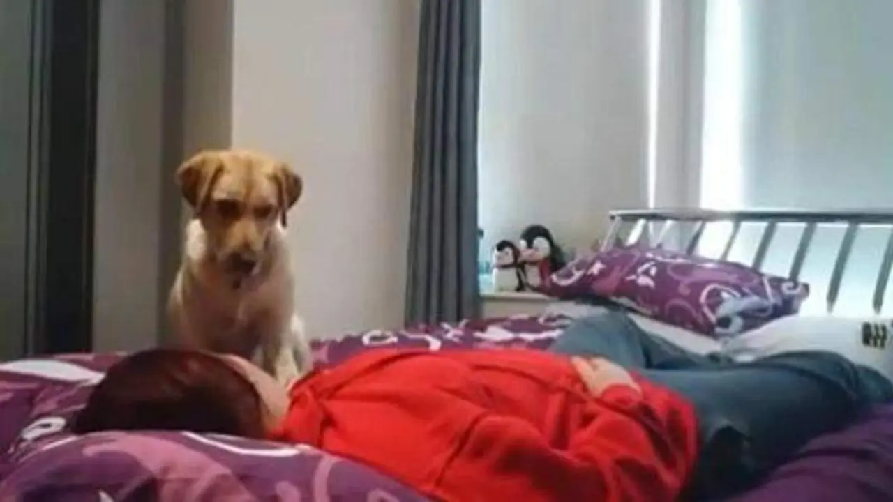  El peque&ntilde;o cachorro Moose junto a su due&ntilde;a 