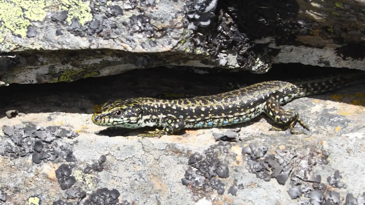  Ejemplar de lagartija carpetana. - MUSEO NACIONAL DE CIENCIAS NATURALES (MNCN-CSIC) 