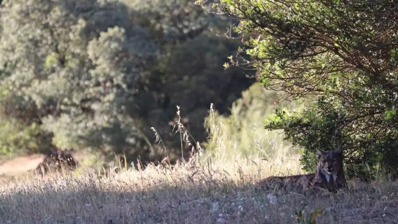  Un ejemplar macho adulto de lince ib&eacute;rico descansa a la sombra del calor el 25 de abril de 2023 en la finca El Encinajero, en And&uacute;jar (Ja&eacute;n). - EDUARDO FERN&Aacute;NDEZ, TERABITHIA, CEDIDA A EP 