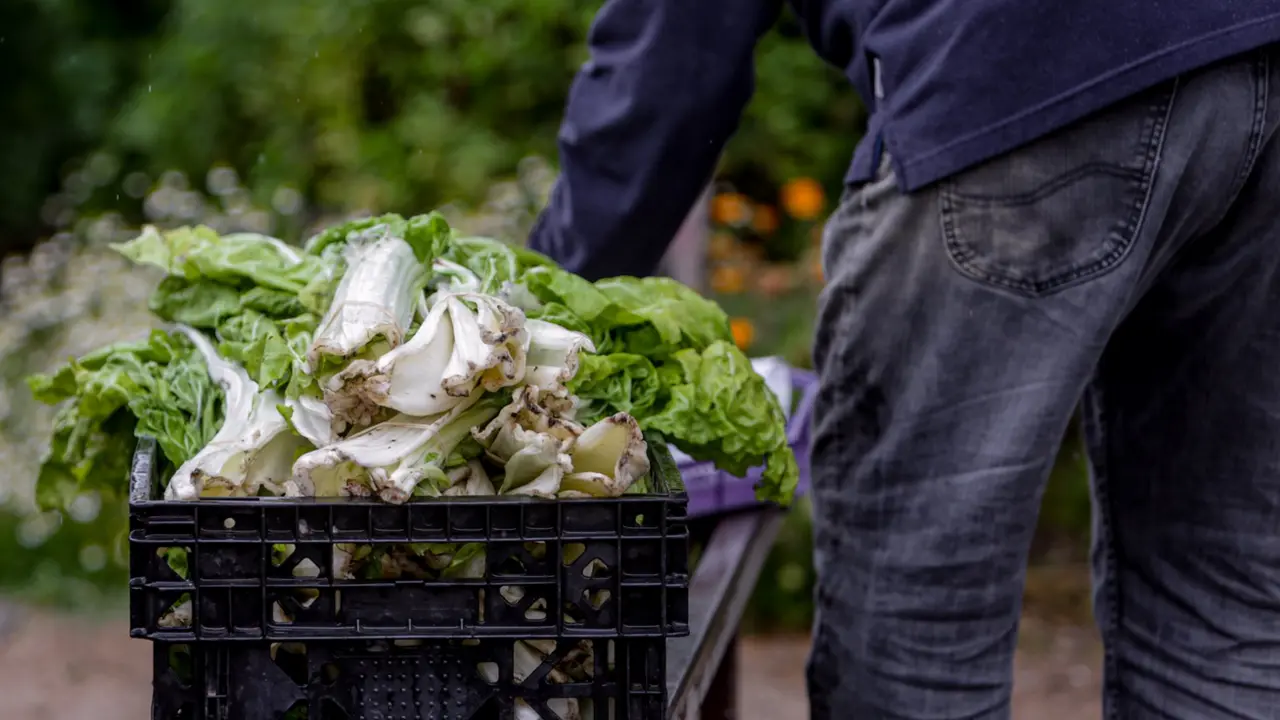  Archivo - Acelgas en Madrid (Espa&ntilde;a) a 12 de mayo de 2020. - Ricardo Rubio - Europa Press - Archivo 