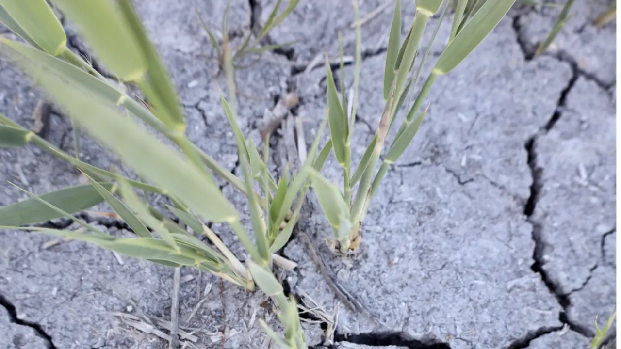  La sequ&iacute;a, principal preocupaci&oacute;n para el mundo rural - Patricia Galiana - Europa Press 