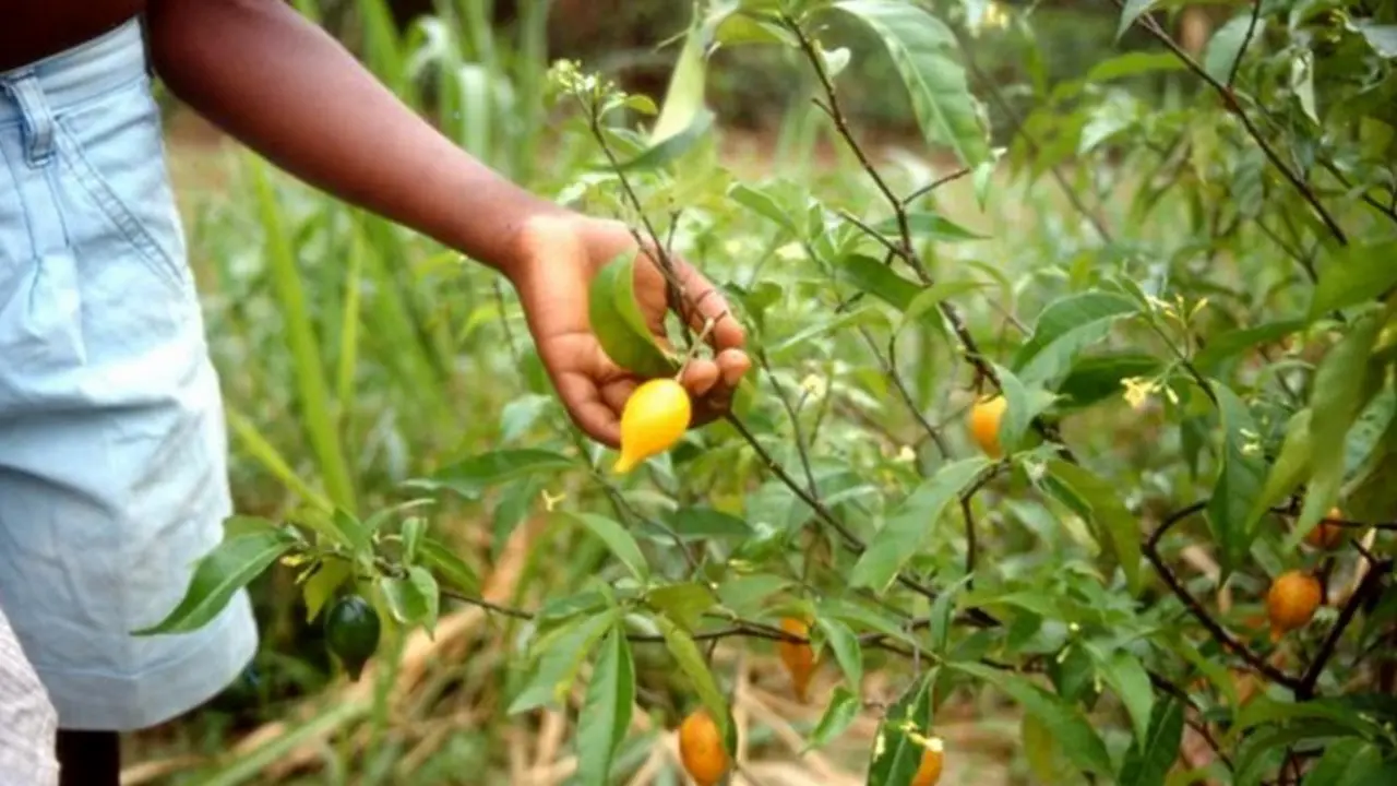  Tabernanthe iboga - Giorgio Samorini CC 2.0. 