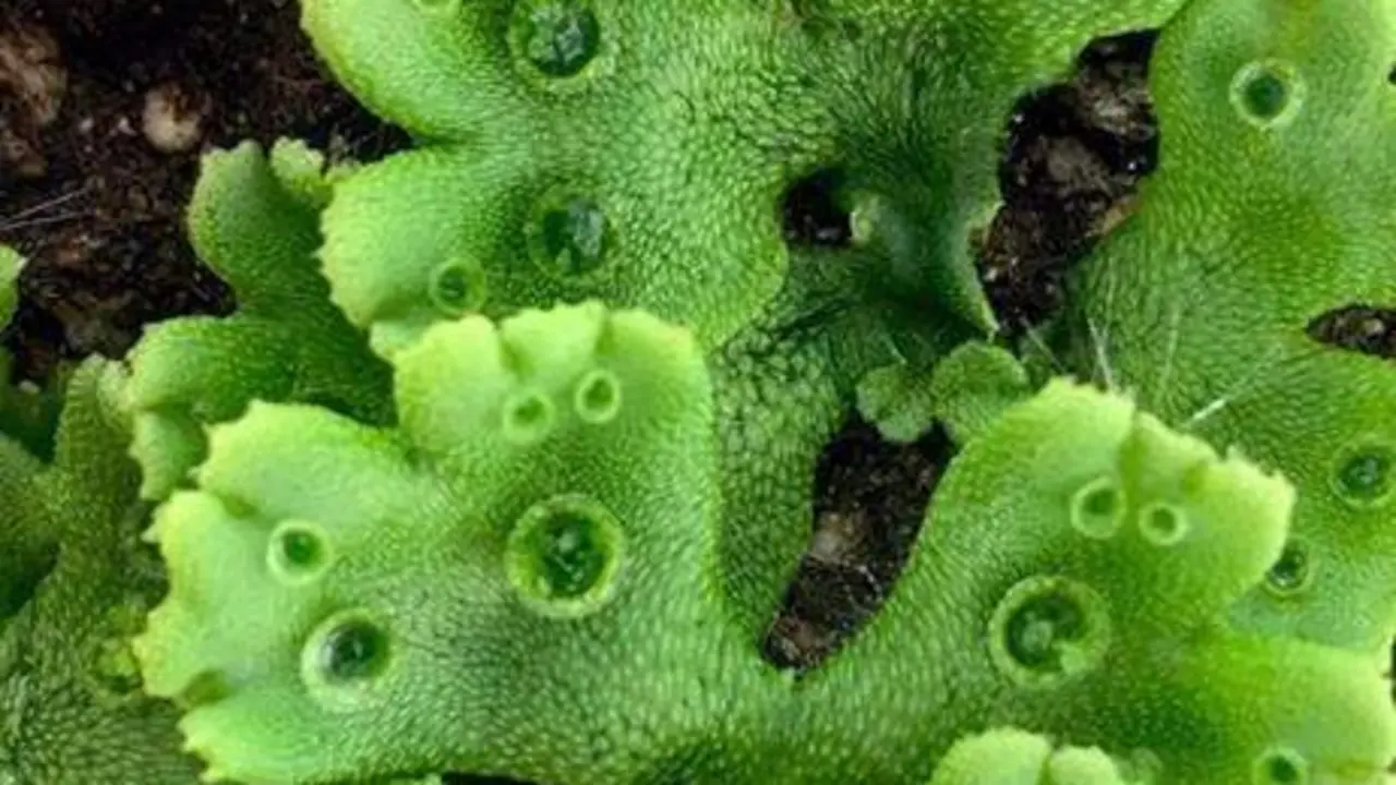  Marchantia Polymorpha, plantas medicinales. ARCHIVO 