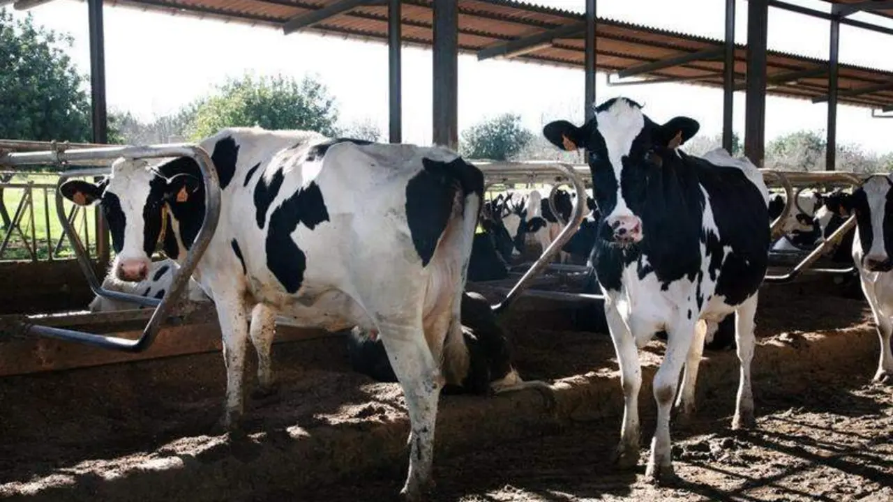  Vacas. Fuente: Europa Press 