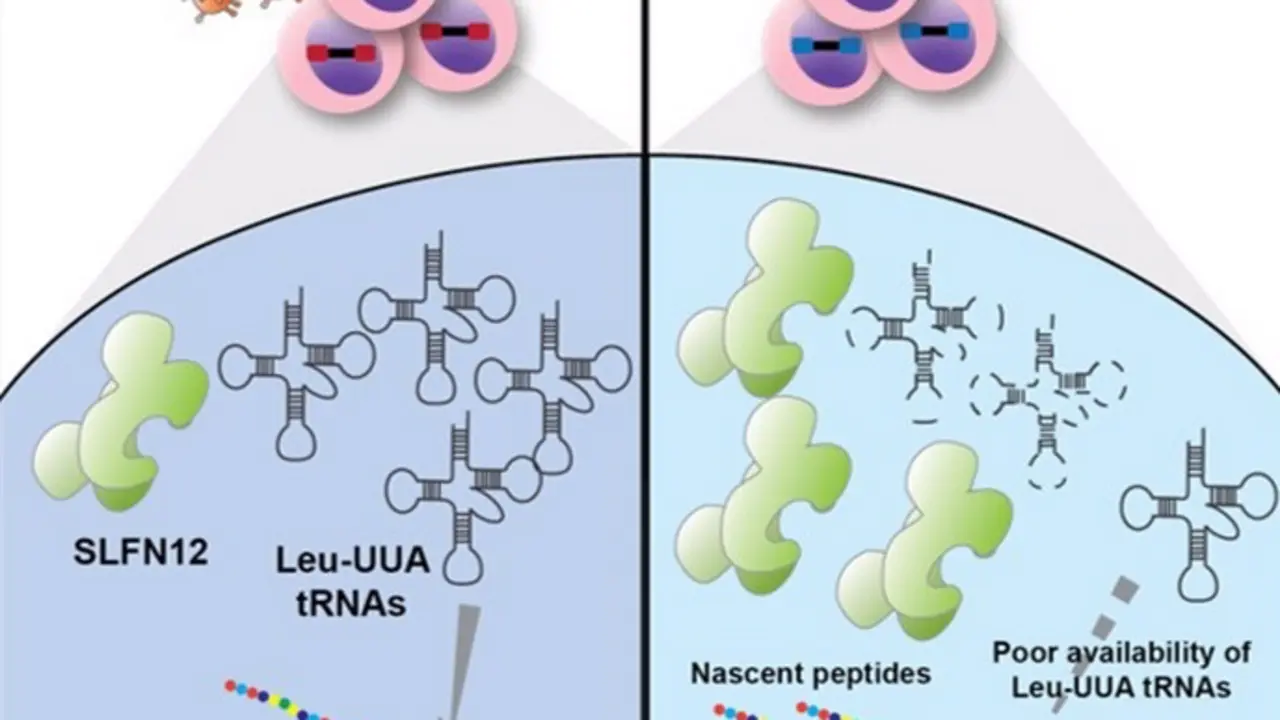  Resumen gr&aacute;fico del hallazgo - UPF 