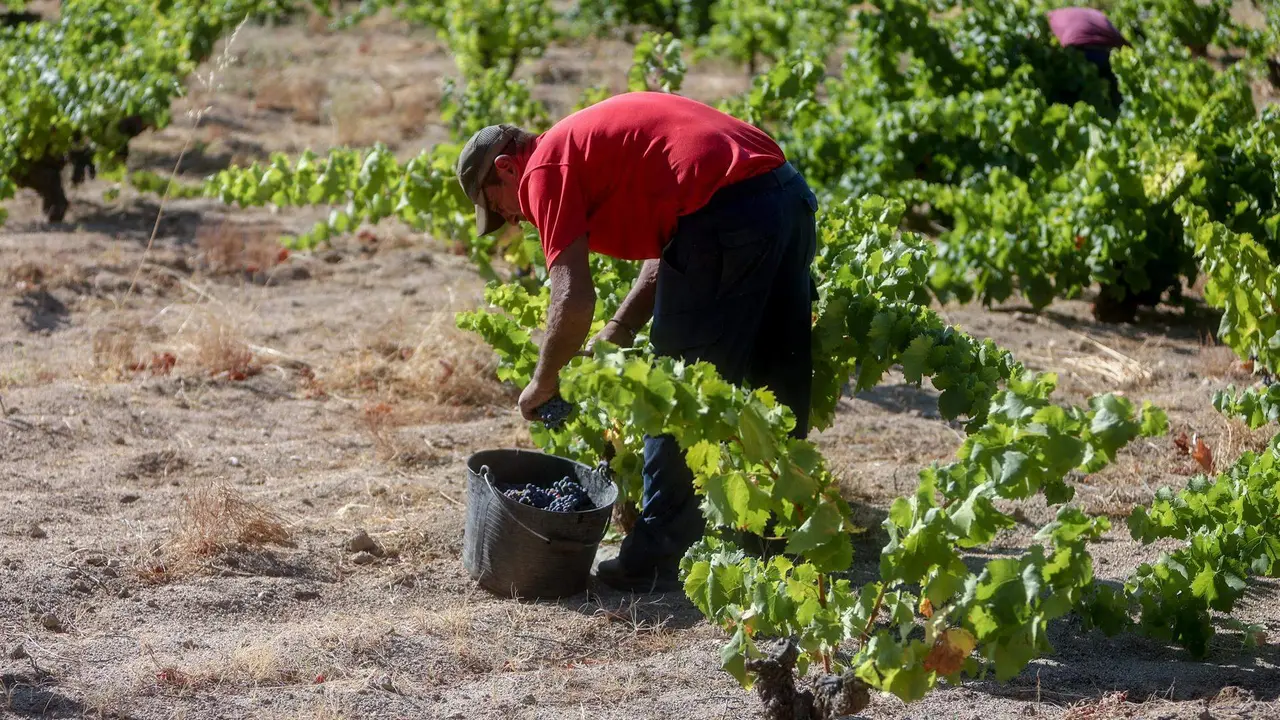  Un trabajador recogiendo uvas en el campo en pleno mes de agosto 