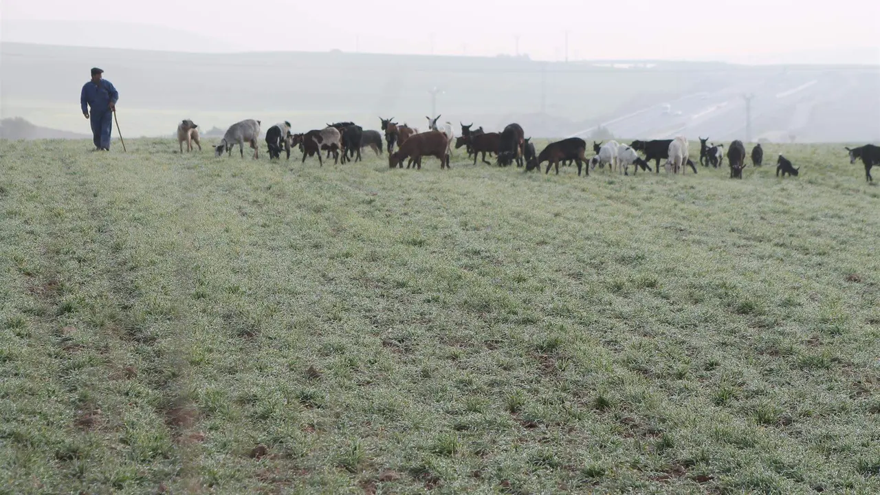 PASTOR, OVEJAS, GANADO, GANADERO 