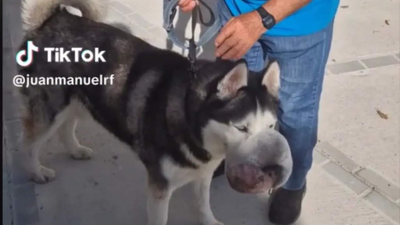  Rex, el perro salvado del tumor 