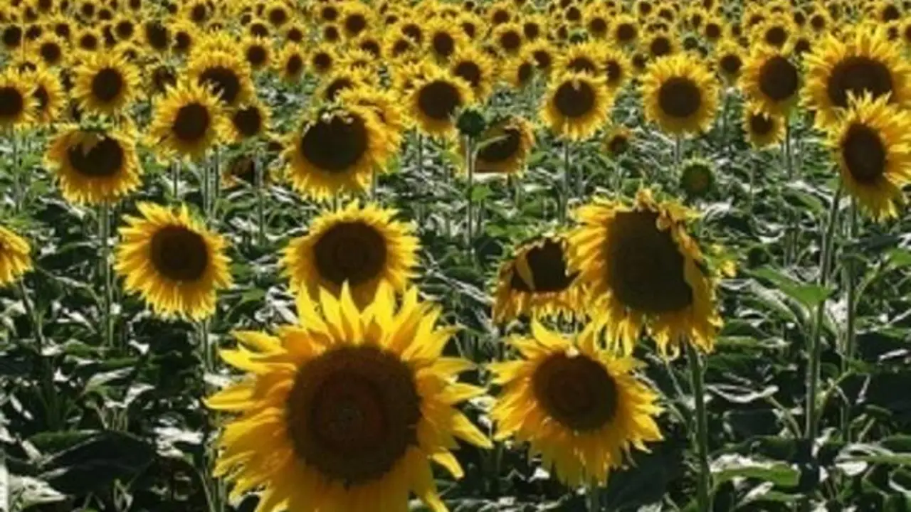  Cultivo de girasol. Imagen de archivo 