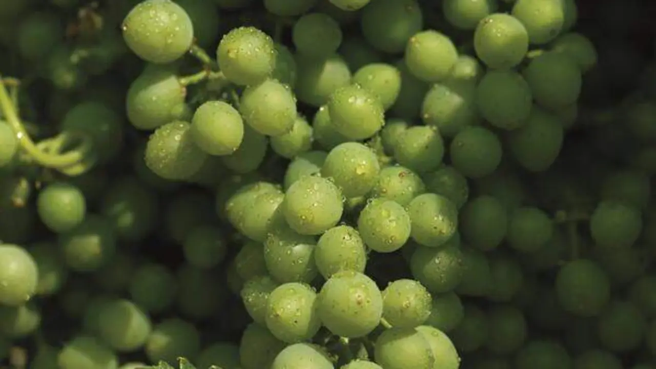  La vendimia de uva blanca 