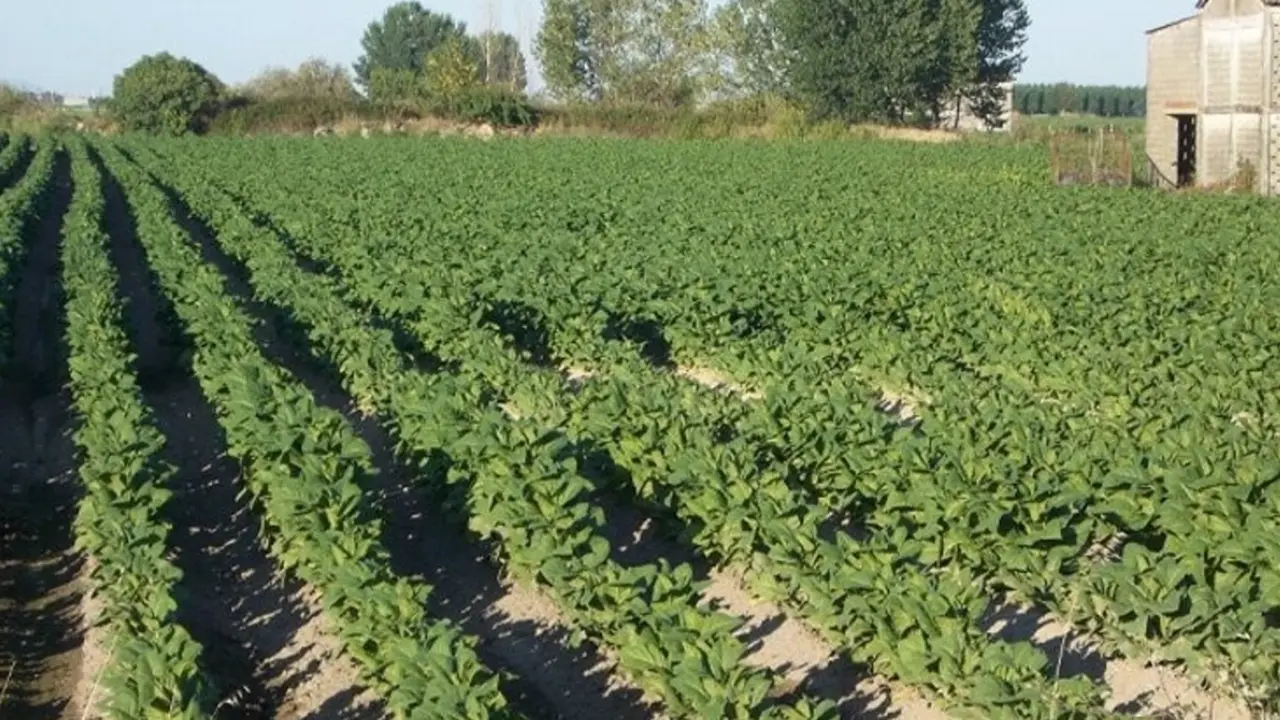  Archivo - Plantaci&oacute;n de tabaco - JUNTA DE EXTREMADURA - Archivo 