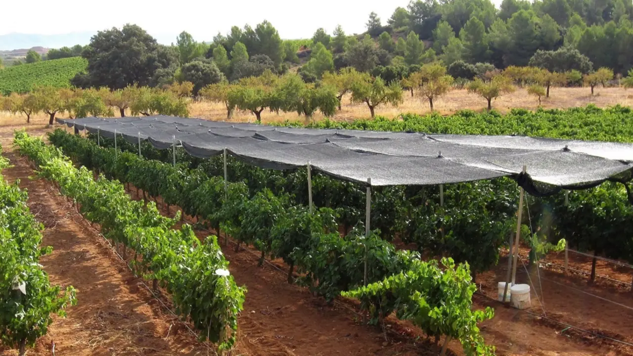  Imagen del sombreado realizado en el vi&ntilde;edo comercial de macabeo. El sombreado negro redujo la radiaci&oacute;n incidente en un 50%. - D.S. INTRIGLIOLO. 