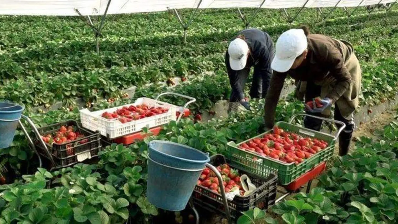  recolectores-de-fresas 