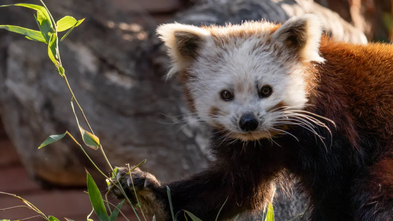  PANDA Zoo Fuengirola 