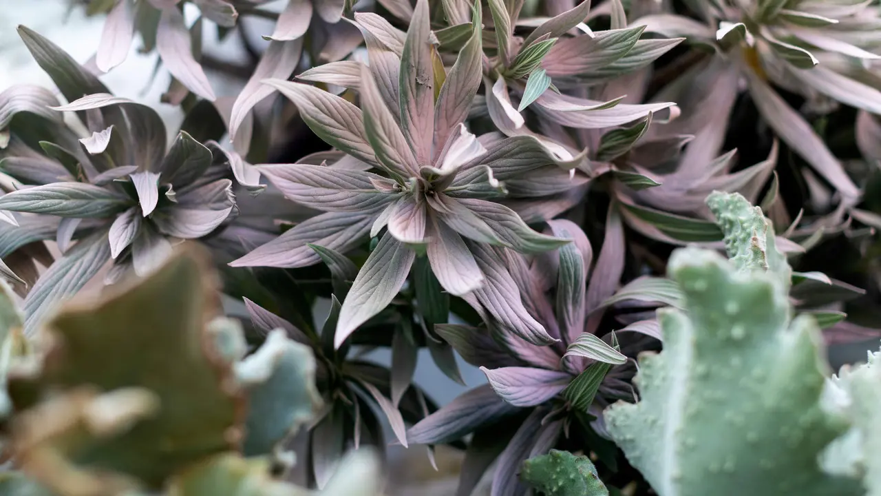  &copy;FestivalFLORA.LauraMartinezLombardia28 