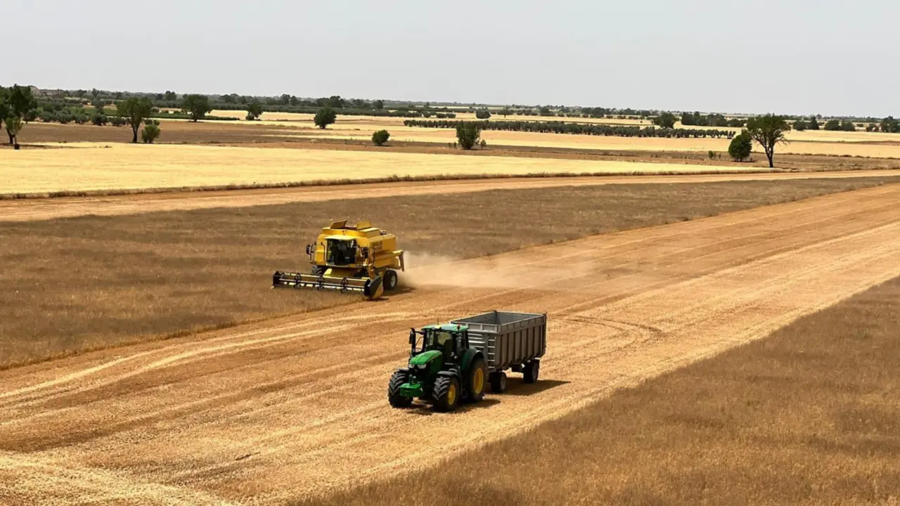  Archivo - Cosecha de cereal. - ASAJA - Archivo 