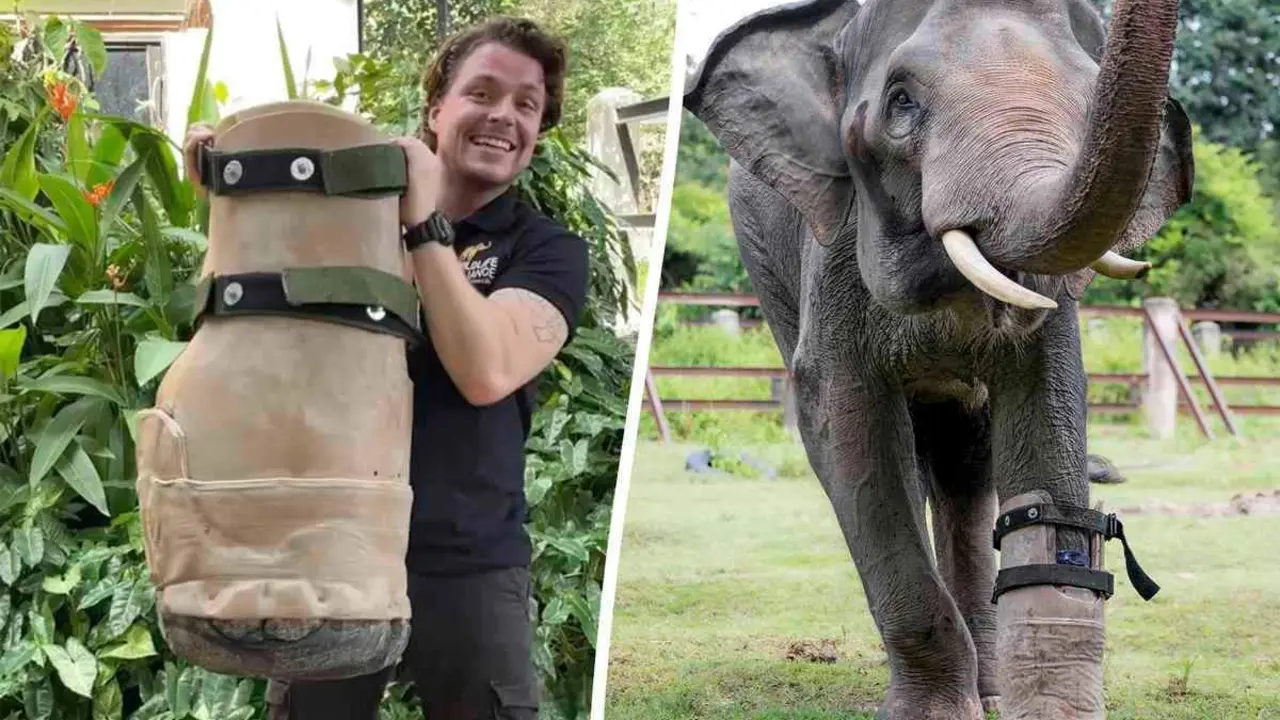  Cam y el elefante Chhouk con su pr&oacute;tesis 