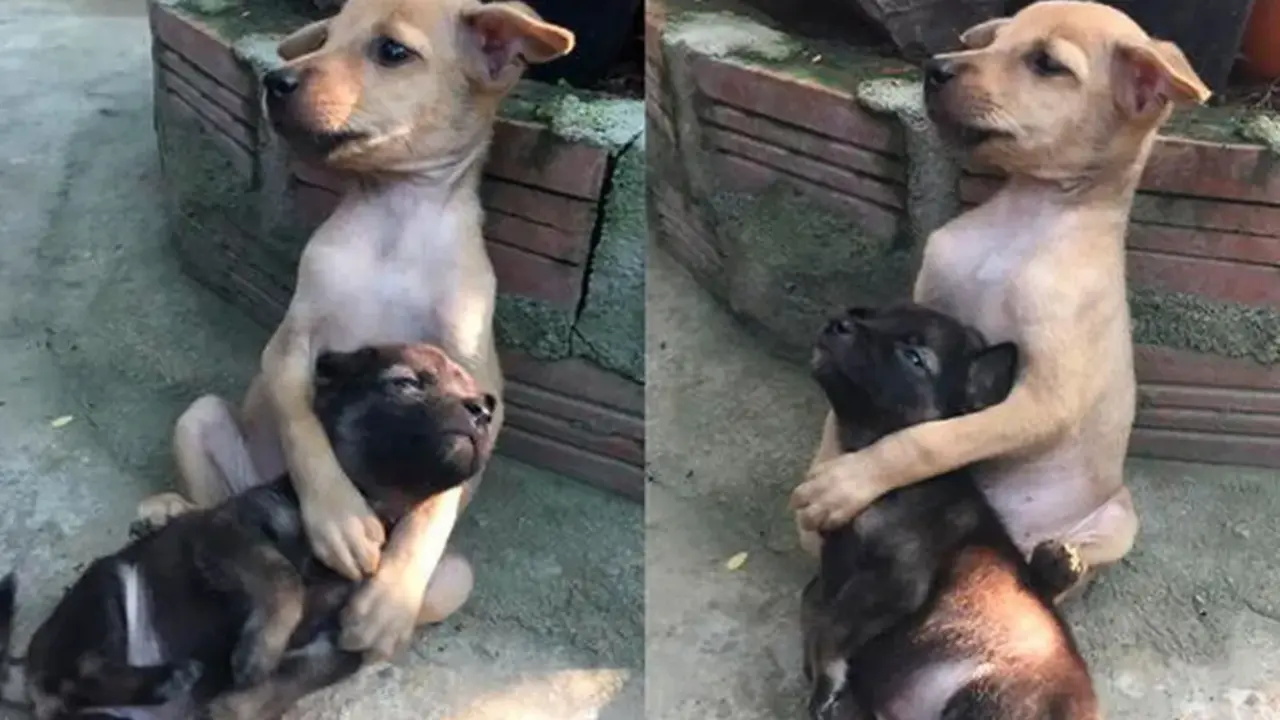  La tierna imagen de los cachorros abraz&aacute;ndose 