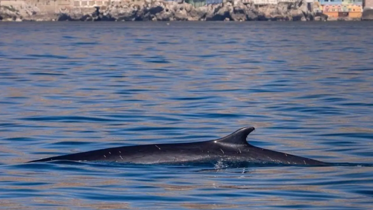  Rorcual com&uacute;n en las playas de La L&iacute;nea. - ECOLOCALIZA 