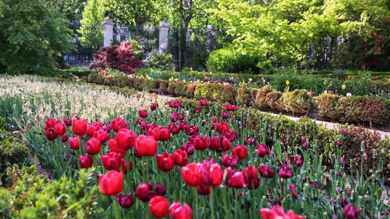  Archivo - Tulipanes en el Real Jard&iacute;n Bot&aacute;nico, a 15 de abril de 2023, en Madrid (Espa&ntilde;a). 17.000 tulipanes de distintos colores han brotado en el Real Jard&iacute;n Bot&aacute;nico de Madrid para dar la bienvenida a la primavera. - Ricardo Rubio - Europa Press - Archivo 