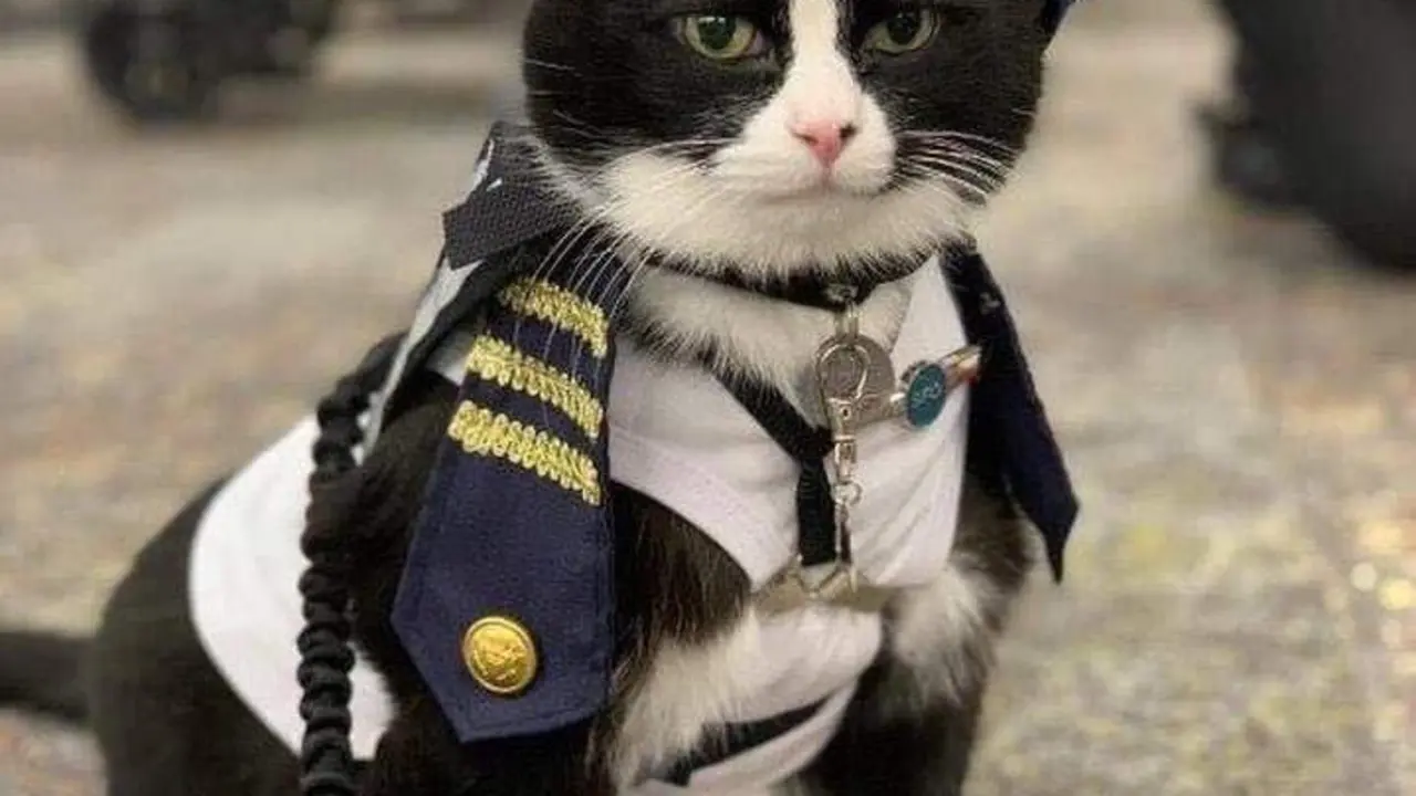  El gato Duke 