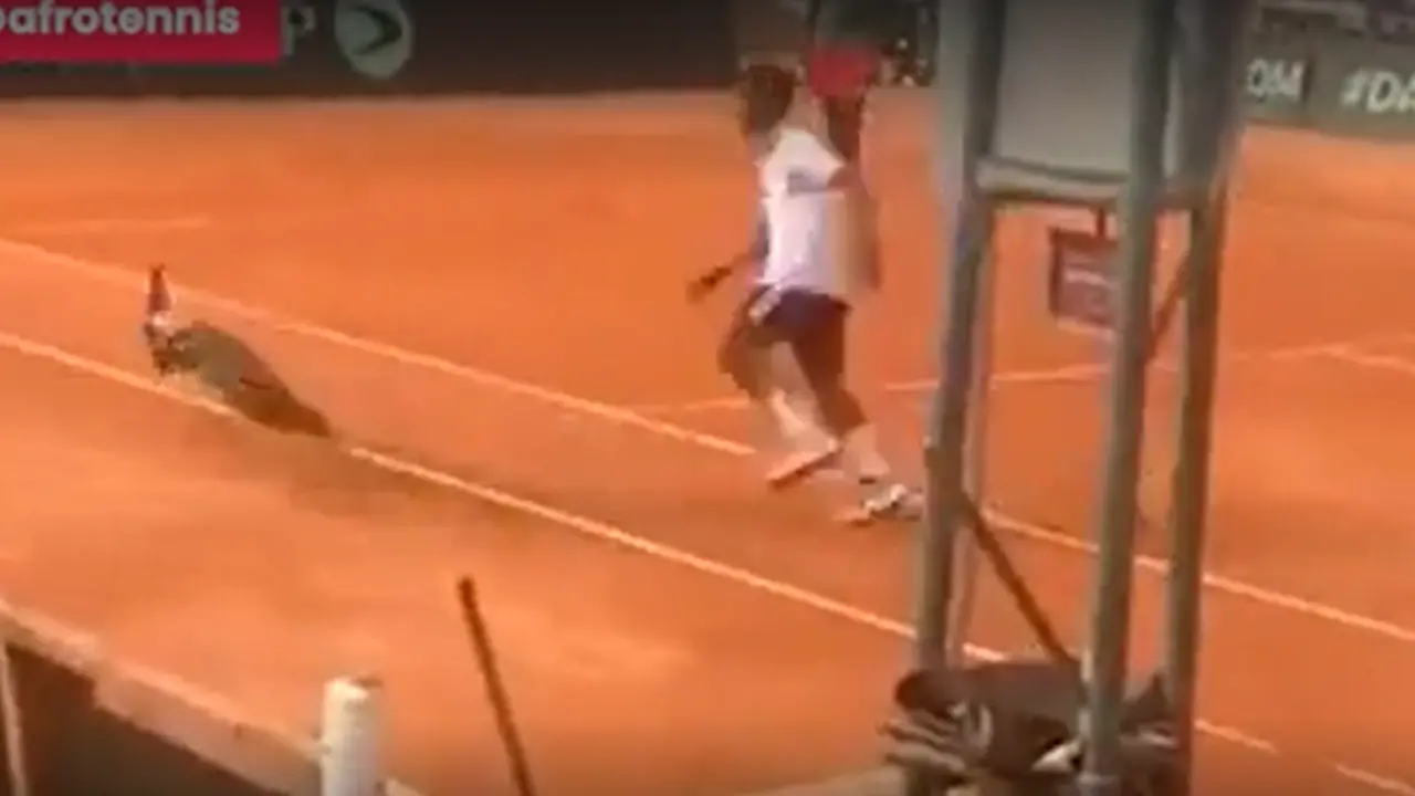  El pavo que invadi&oacute; la pista de tenis 