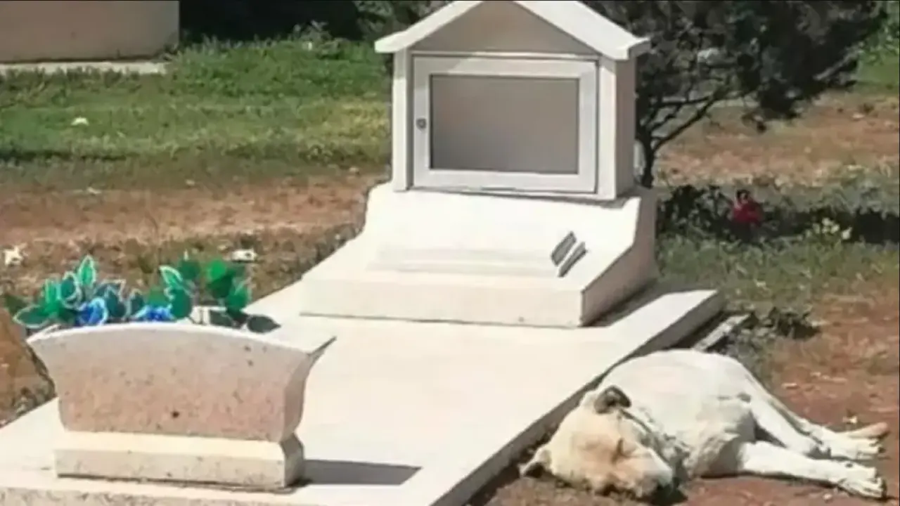  El perro en M&eacute;xico pasando las horas junto la tumba de su due&ntilde;o 