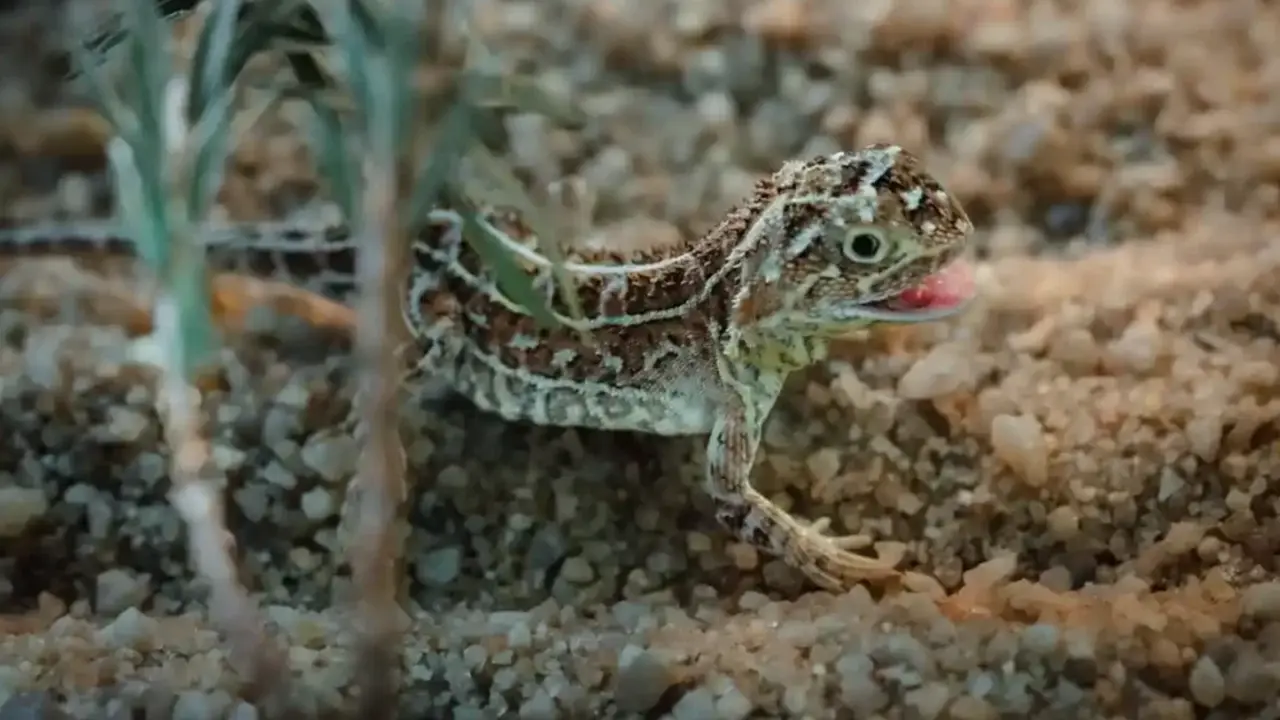  Drag&oacute;n sin orejas de las praderas de Victoria. Fotograf&iacute;a: Zool&oacute;gico de Melbourne 