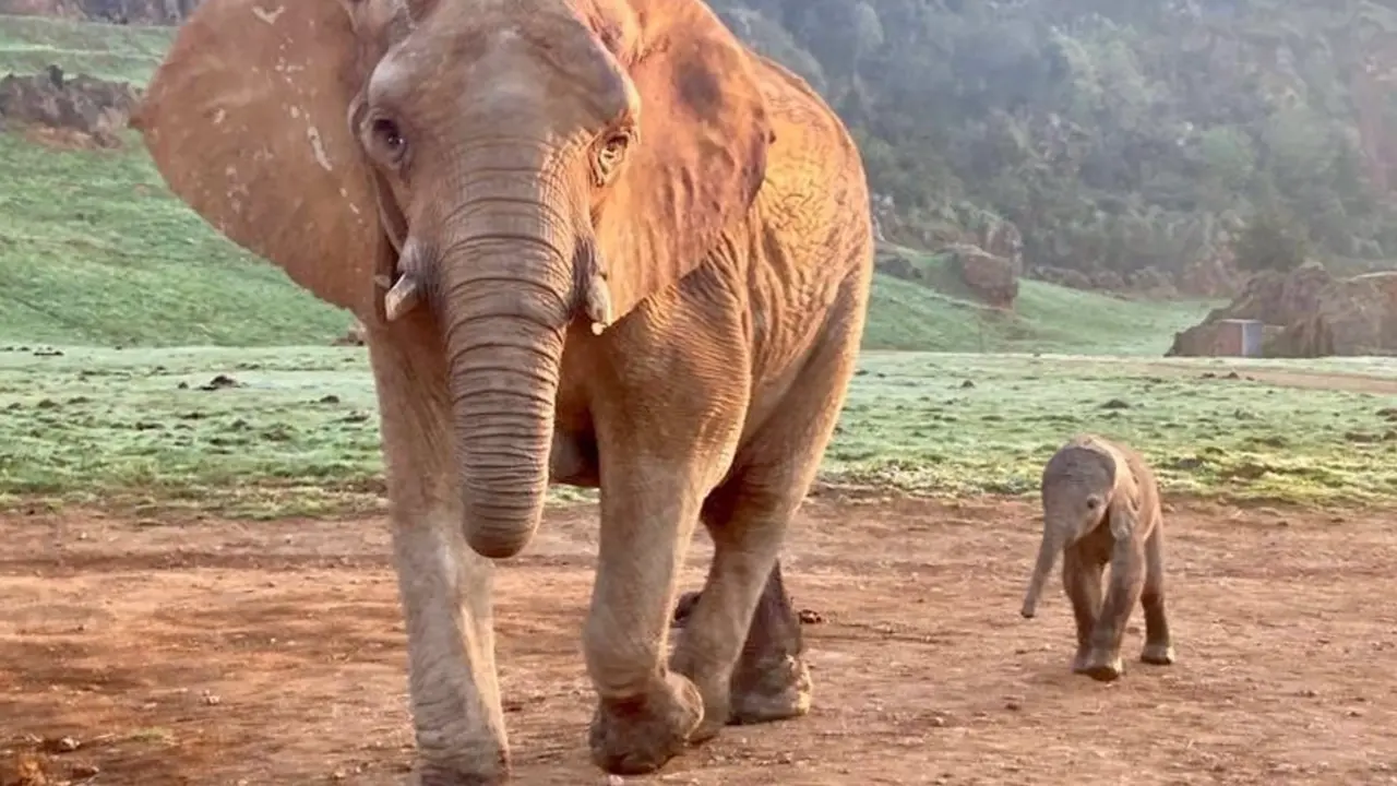  Archivo - Elefante. - GOBIERNO DE CANTABRIA - Archivo 