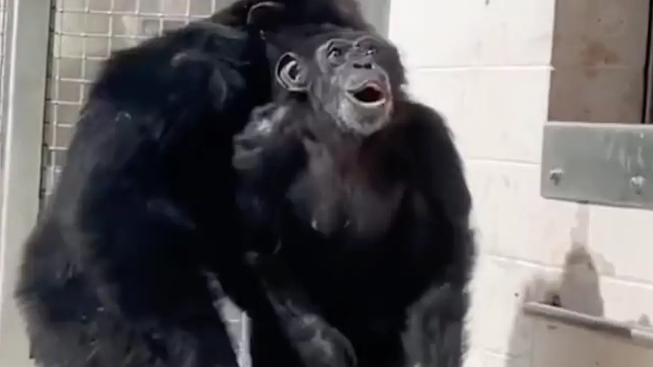  Vanilla al ver el cielo por primera vez 