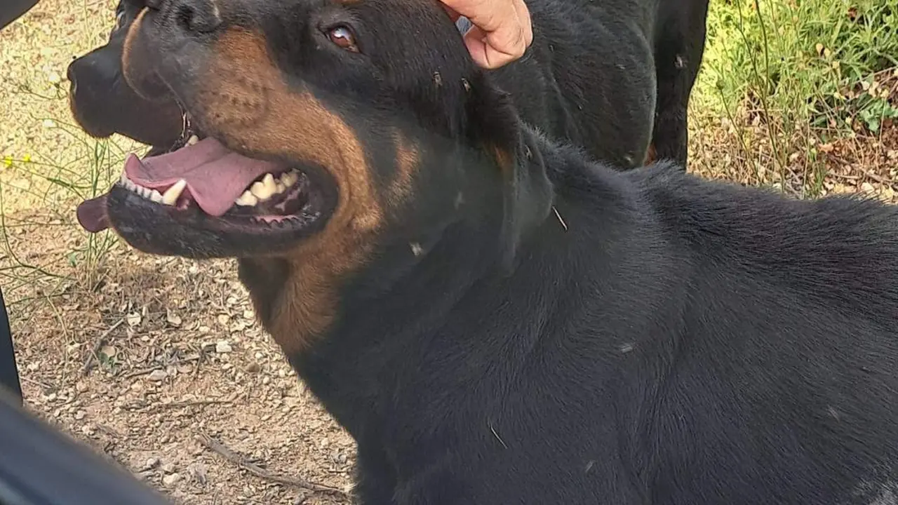  La Guardia Civil rescata a dos perros abandonados durante la ola de calor en el Valle de Ayora 