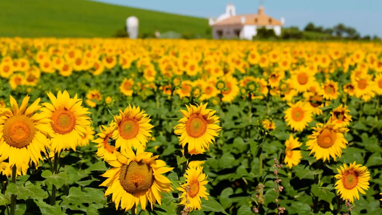  Campo de Girasoles 
