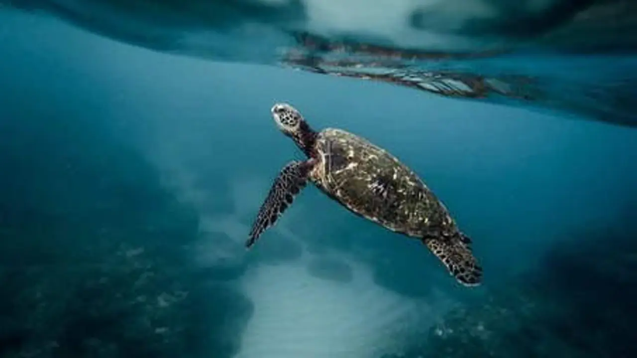  Tortuga marina | Pixabay 