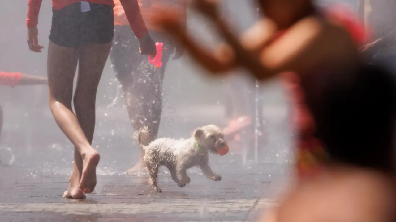 Un perro juego en el agua para refrescarse en Madrid Rio, a 26 de junio de 2023, en Madrid (Espa&ntilde;a). - Eduardo Parra - Europa Press 