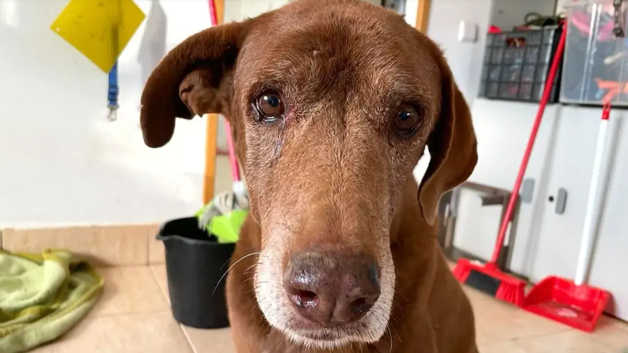  REFUGIO CANINO LA RESERVA 