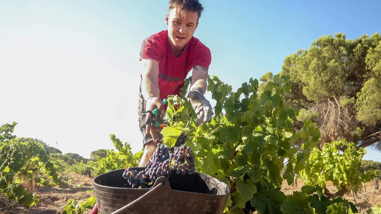  Un trabajador recoge uvas en el campo 