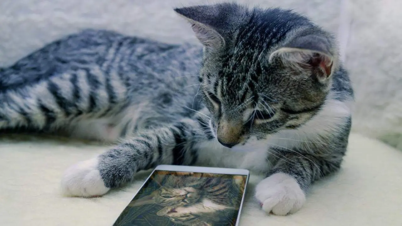  Gato junto a un tel&eacute;fono m&oacute;vil 