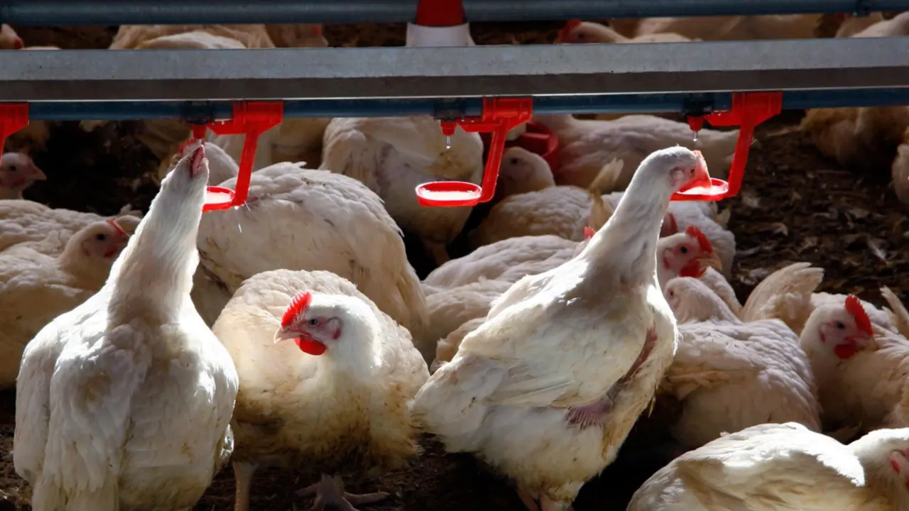  Archivo - Gallinas en la granja - UPA - Archivo 