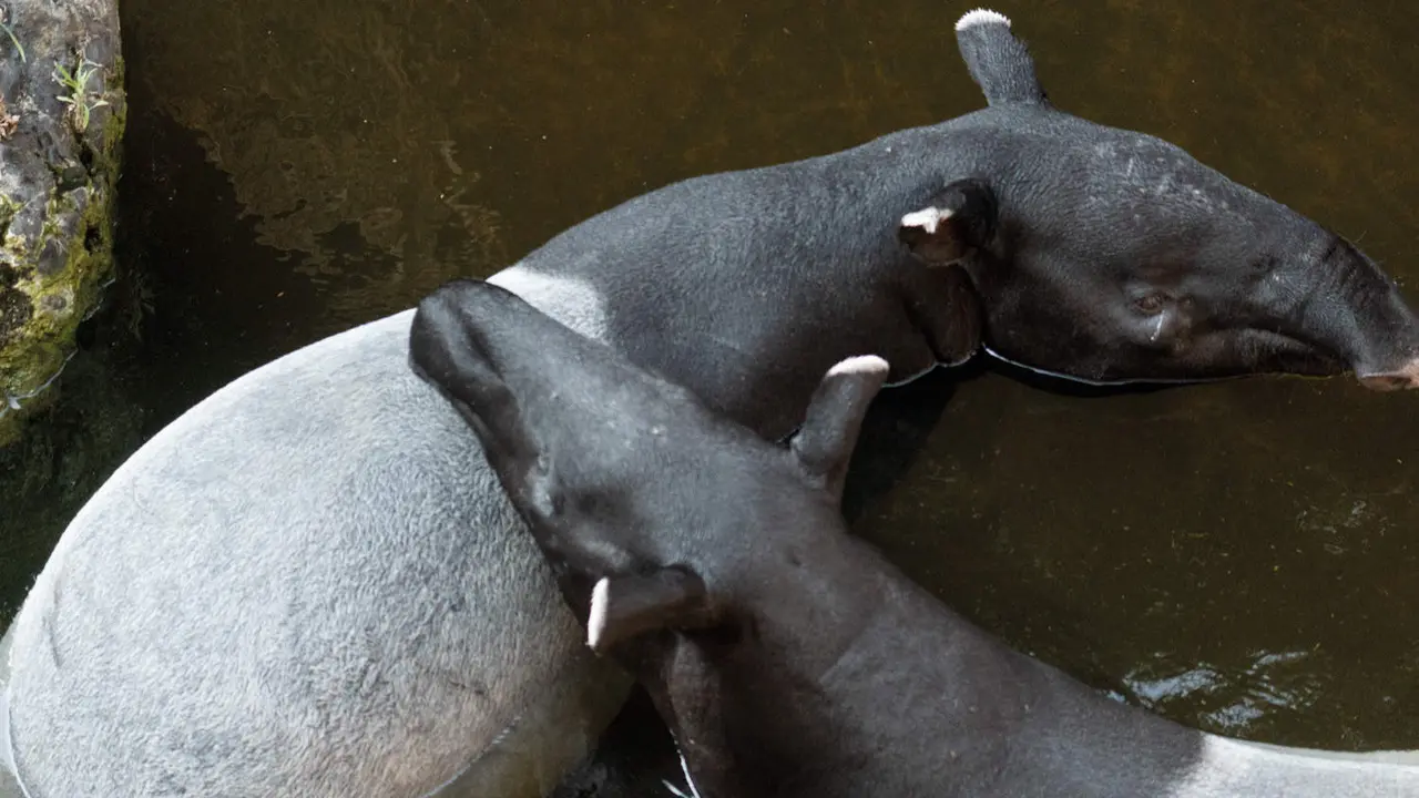  tapir malayo bioparc fuengirola 